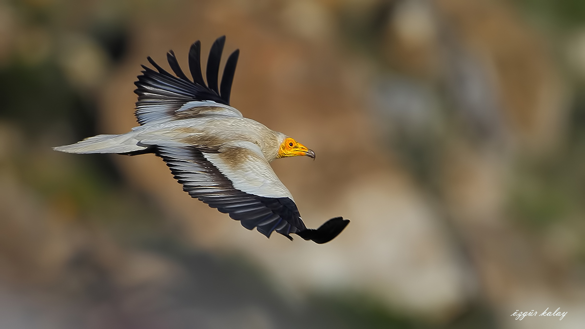 Egyptian Vulture