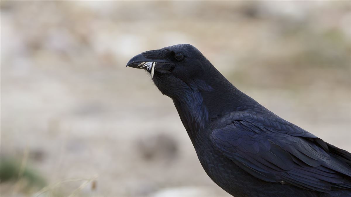Northern Raven