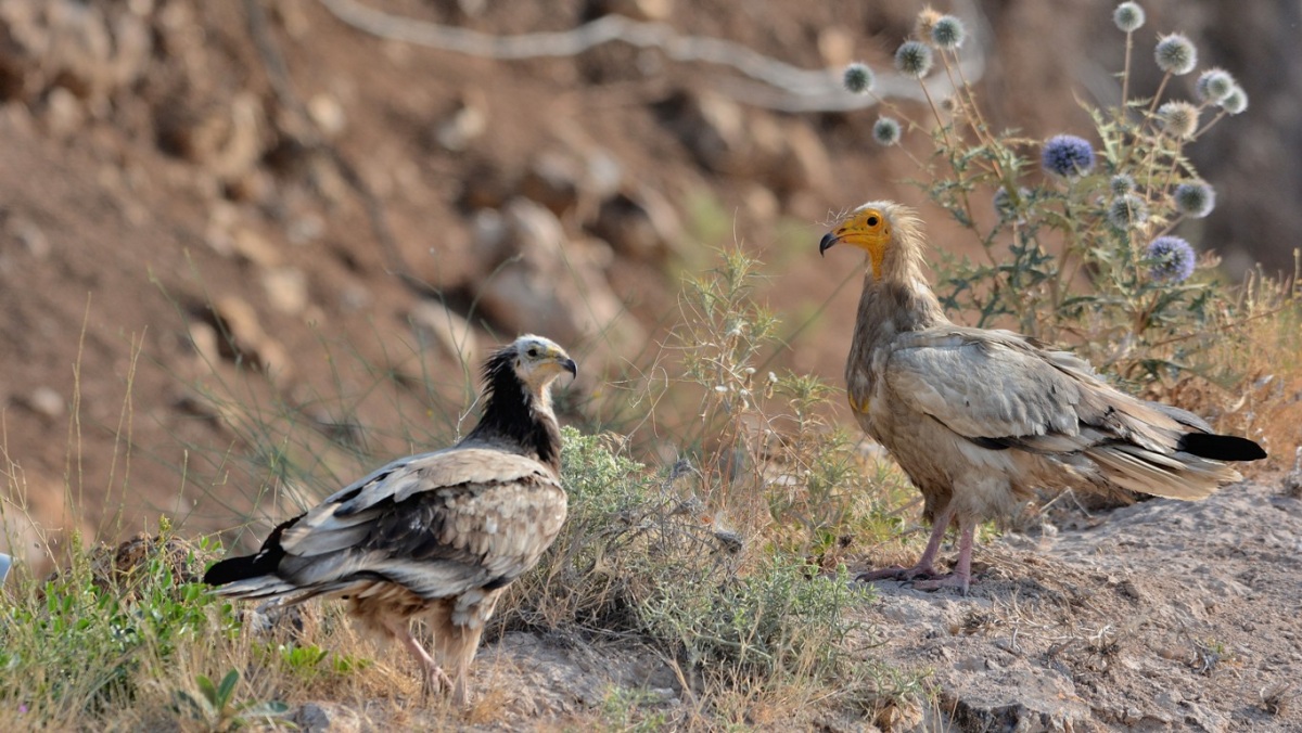 Egyptian Vulture