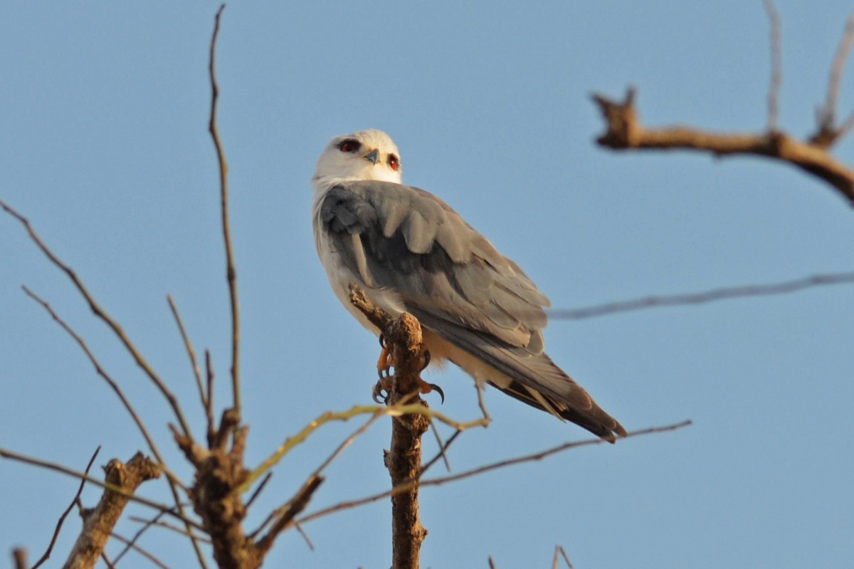 Black-winged Kite