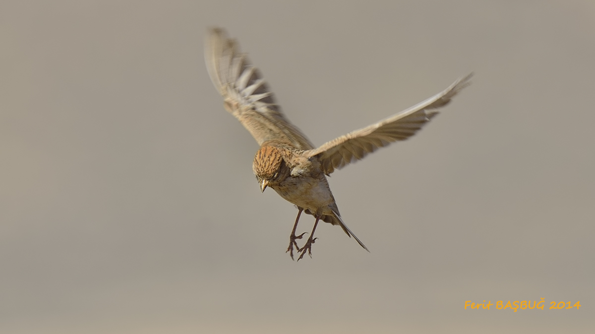 Turkestan Short-toed Lark