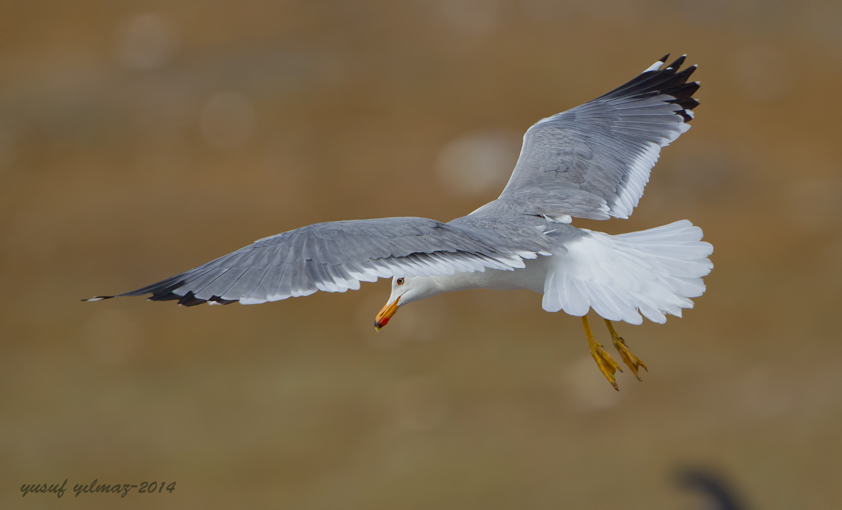 Armenian Gull