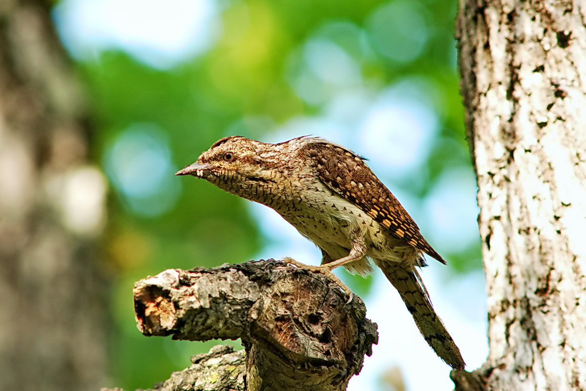 Eurasian Wryneck