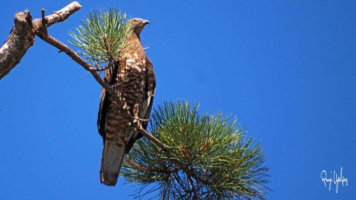 European Honey Buzzard