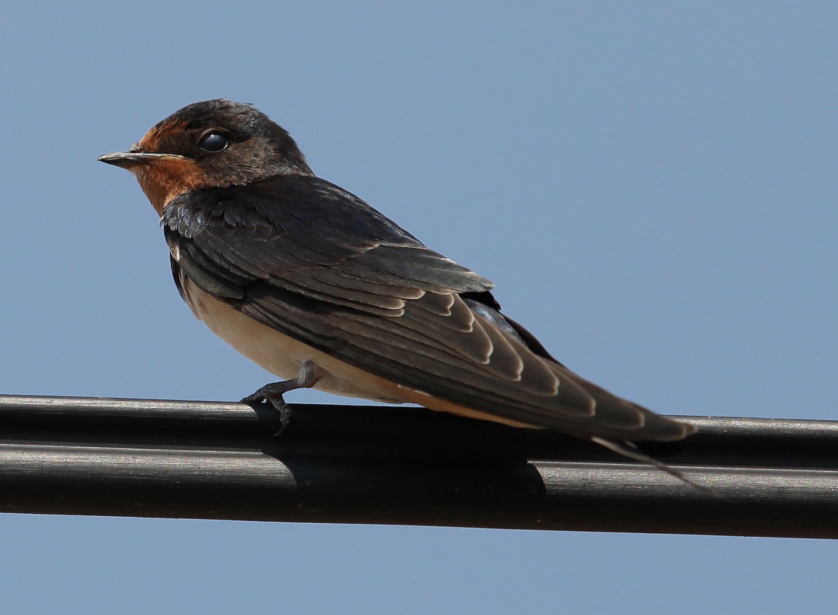 Barn Swallow