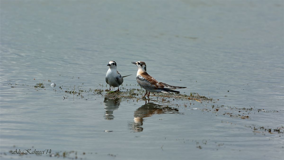 White-winged Tern