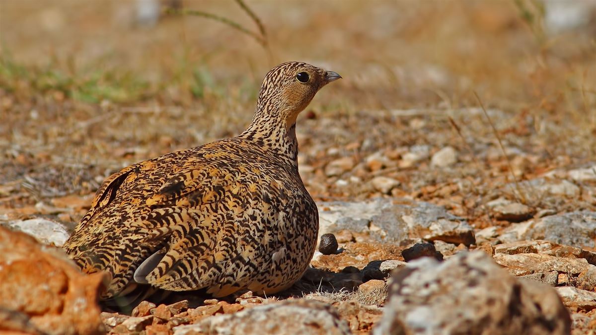 Black-bellied Sandgrouse