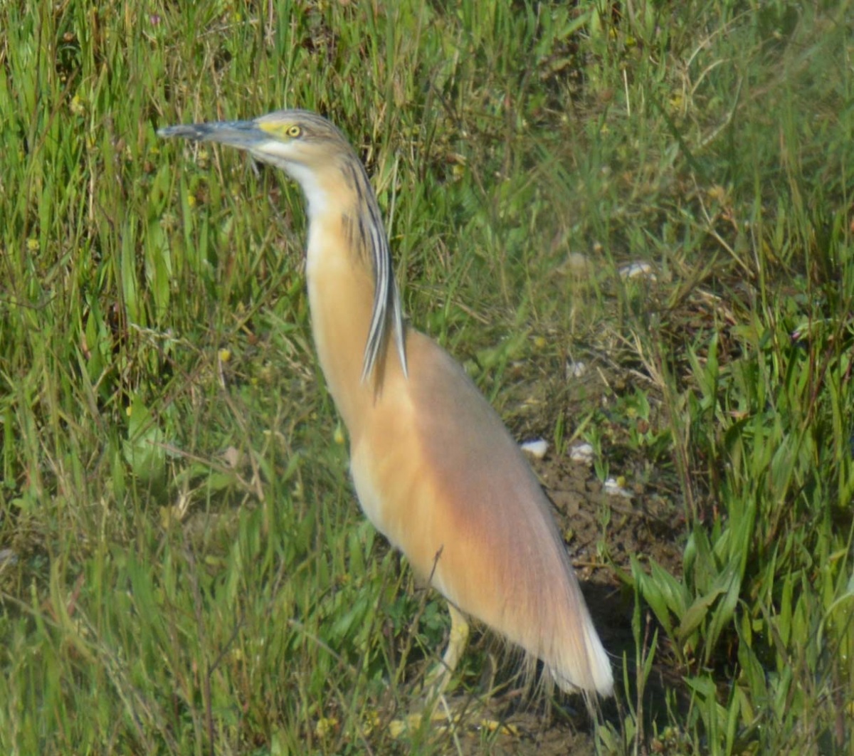 Squacco Heron