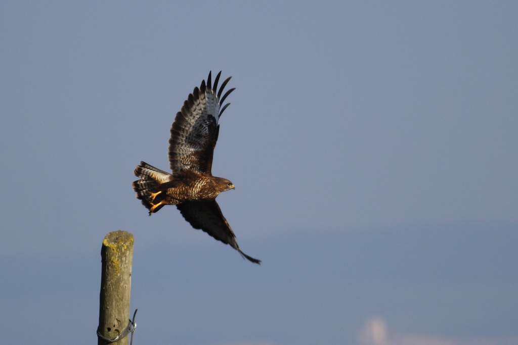 Common Buzzard