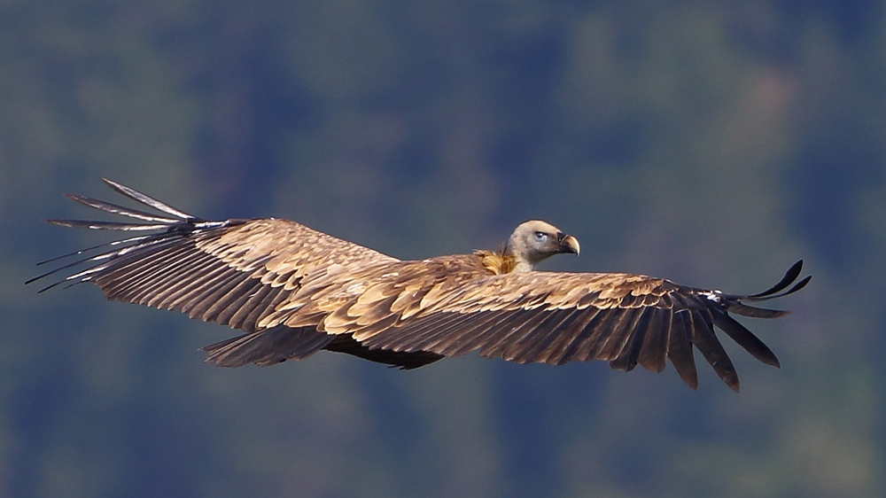 Griffon Vulture