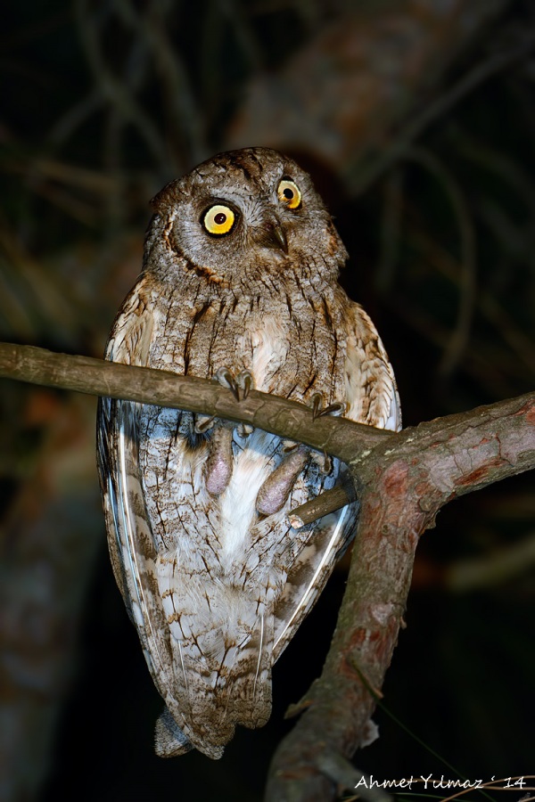 Eurasian Scops Owl