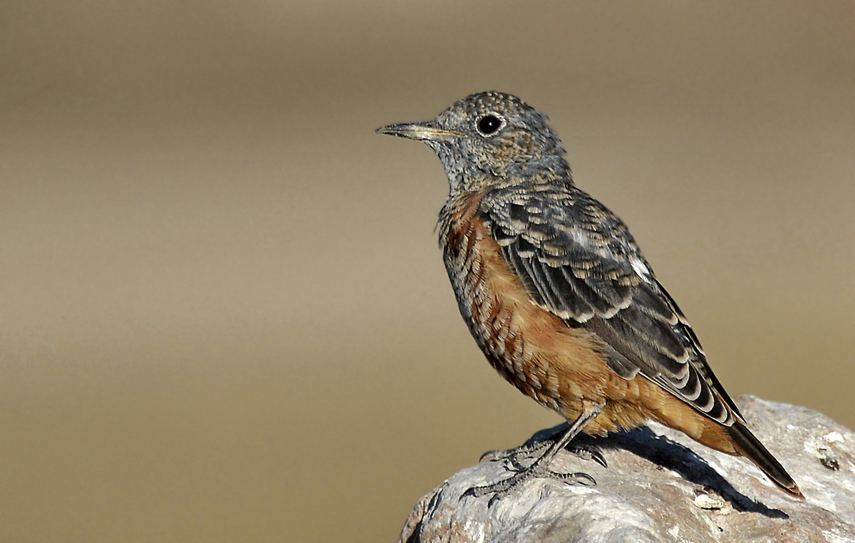 Common Rock Thrush