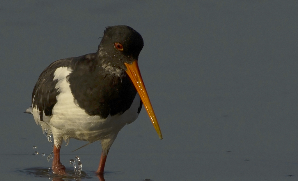 Eurasian Oystercatcher