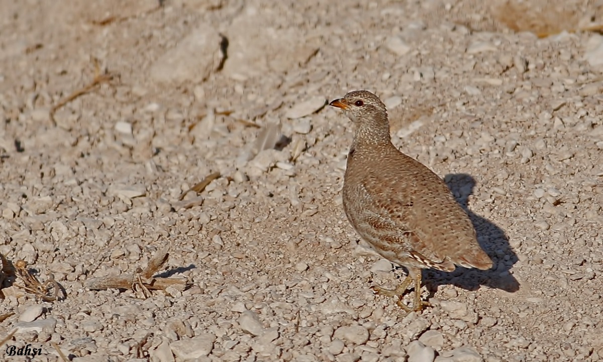 See-see Partridge