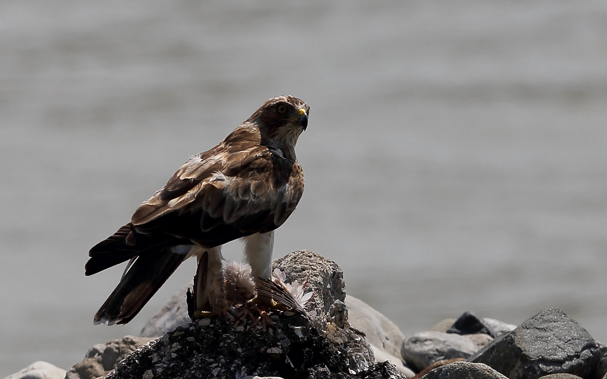 Booted Eagle