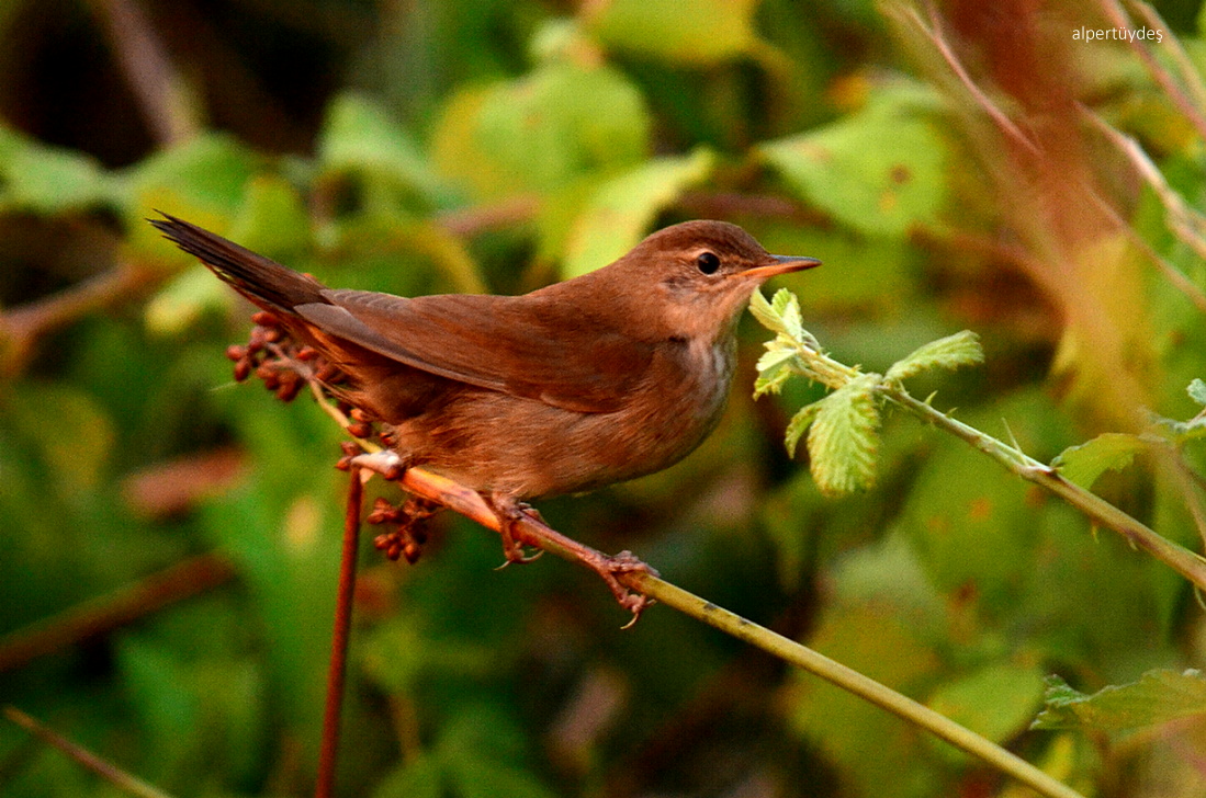 Savi`s Warbler