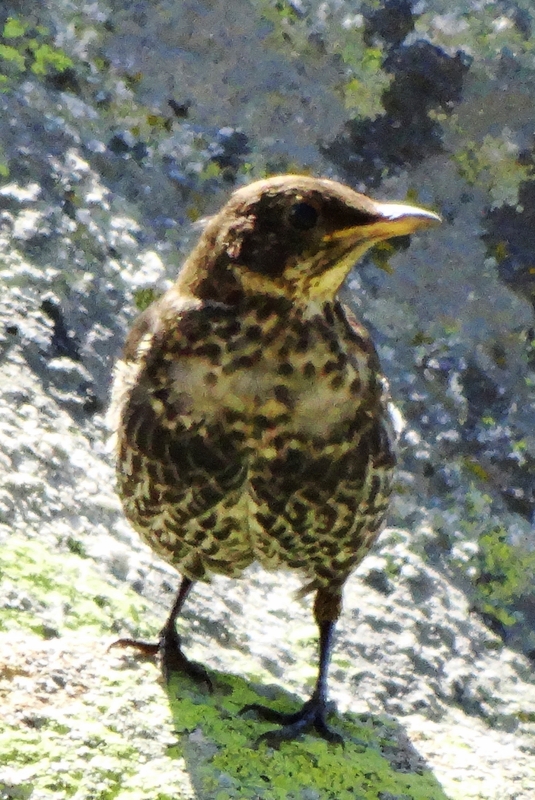 Ring Ouzel