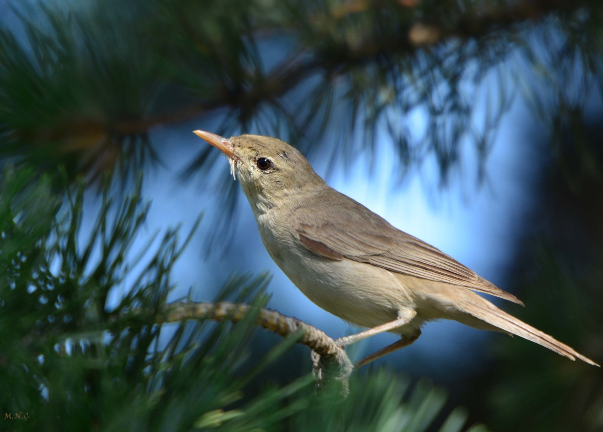 Eastern Olivaceous Warbler