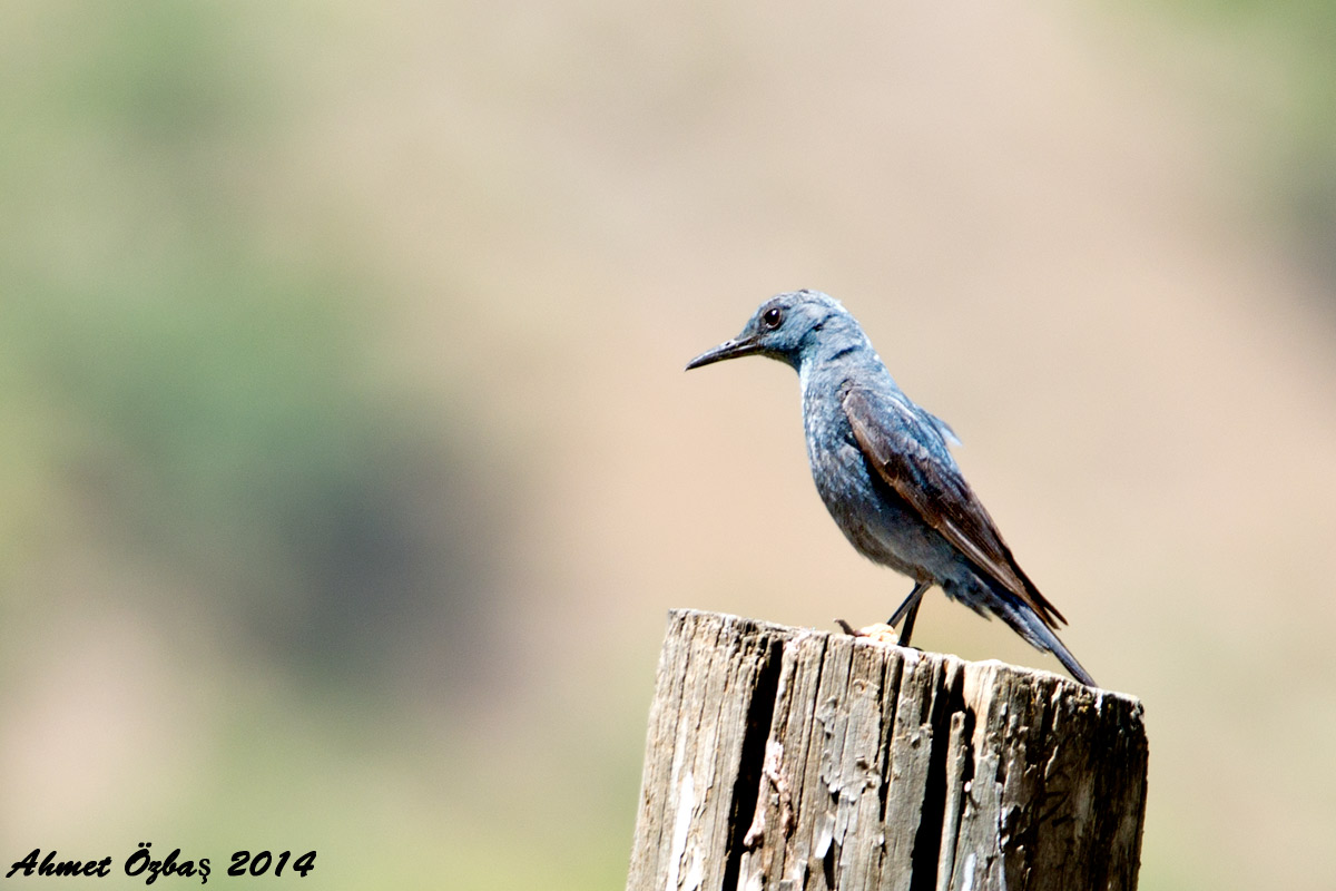 Blue Rock Thrush