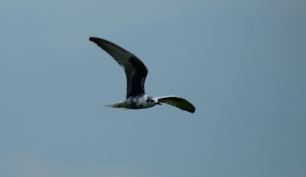 White-winged Tern