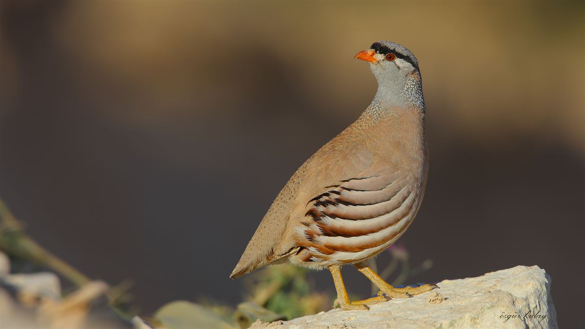 See-see Partridge