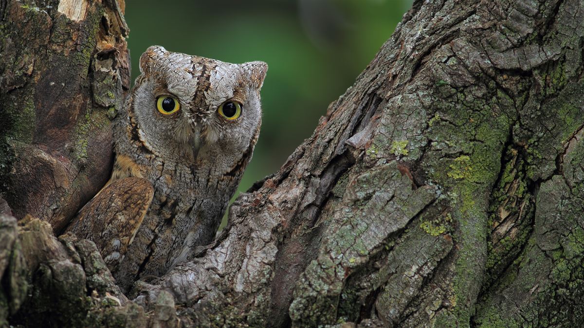 Eurasian Scops Owl