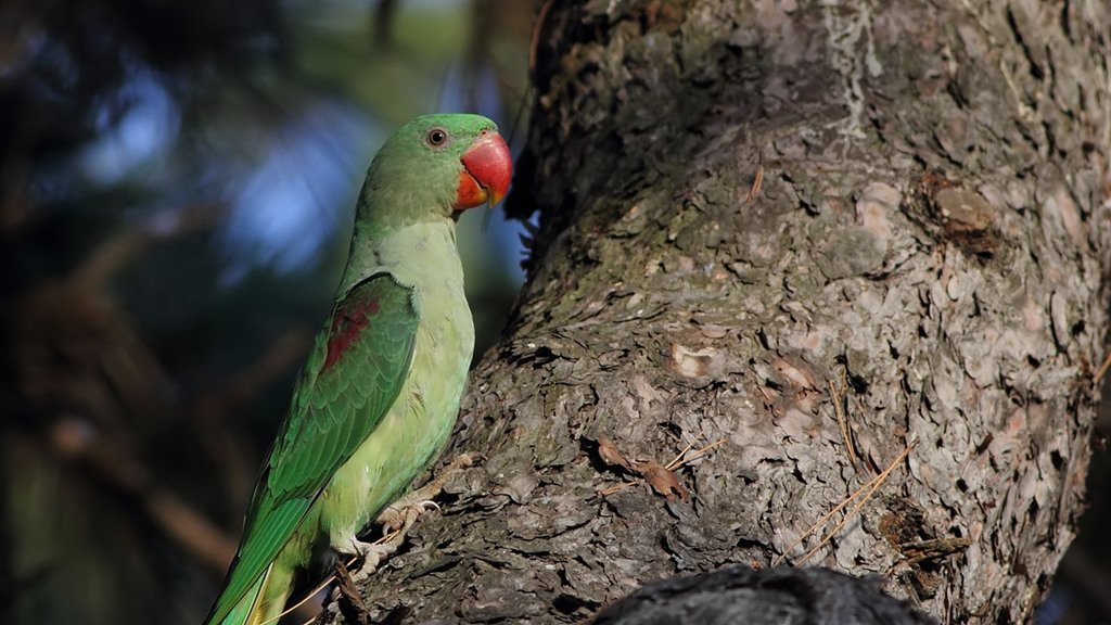 Alexandrine Parakeet