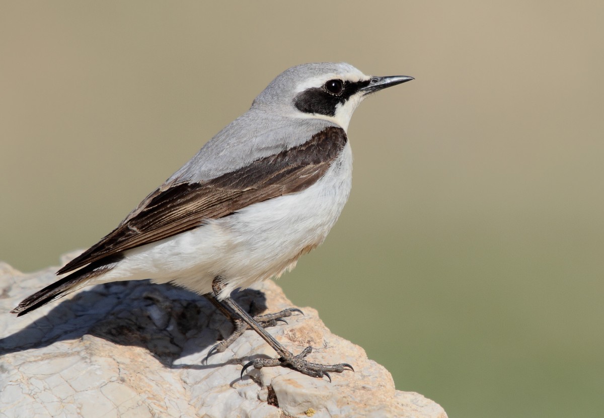 Northern Wheatear