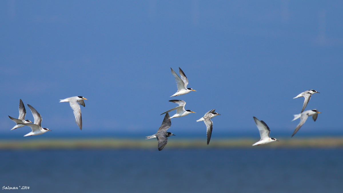 Black Tern