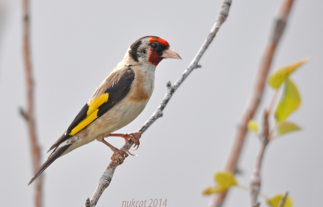 European Goldfinch
