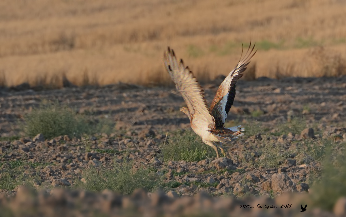 Great Bustard