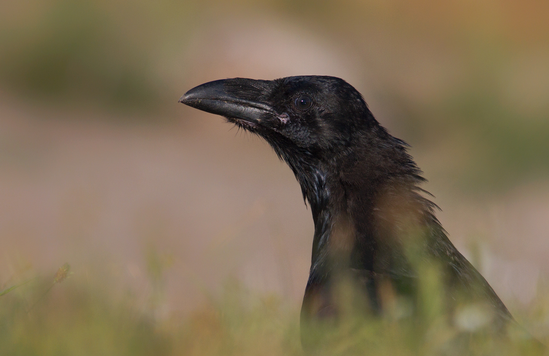 Northern Raven