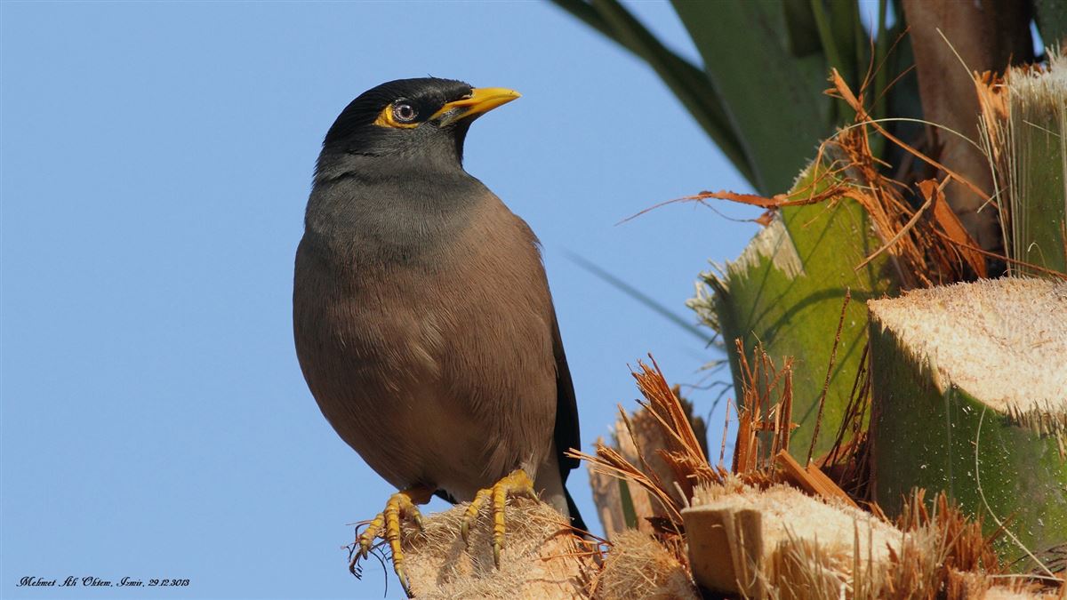 Common Myna
