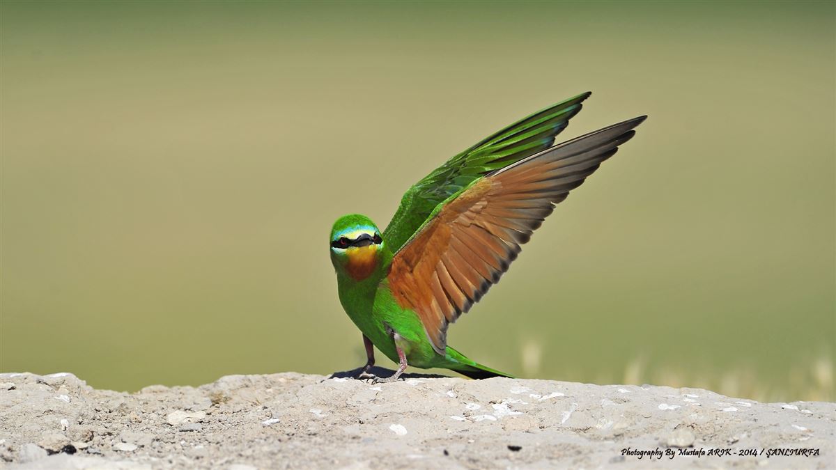 Blue-cheeked Bee-eater