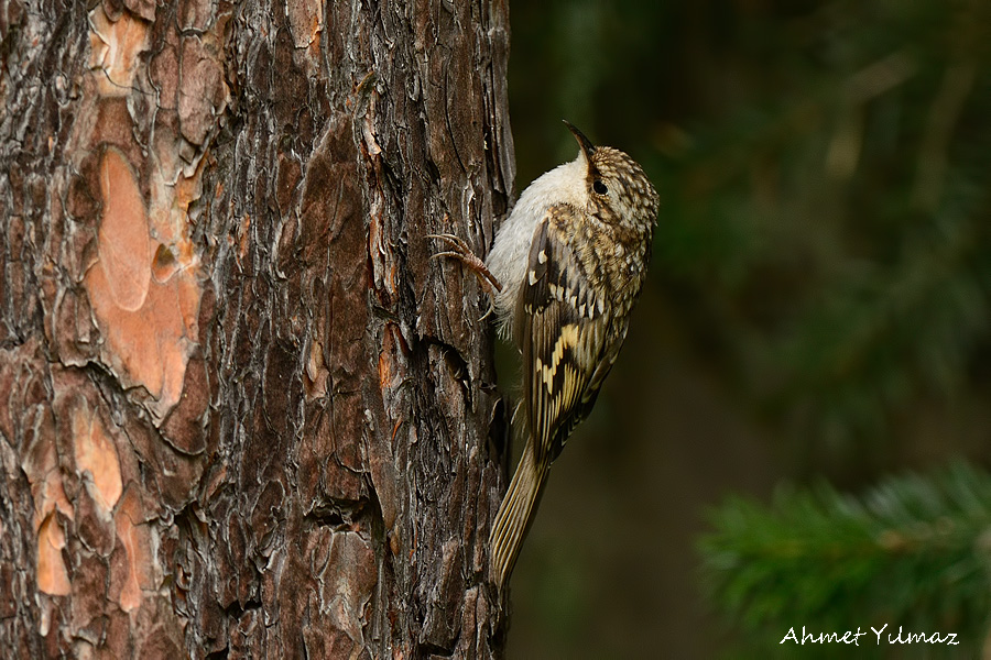 Eurasian Treecreeper