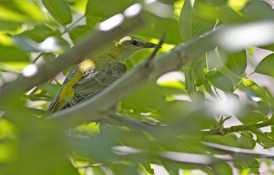 Eurasian Golden Oriole