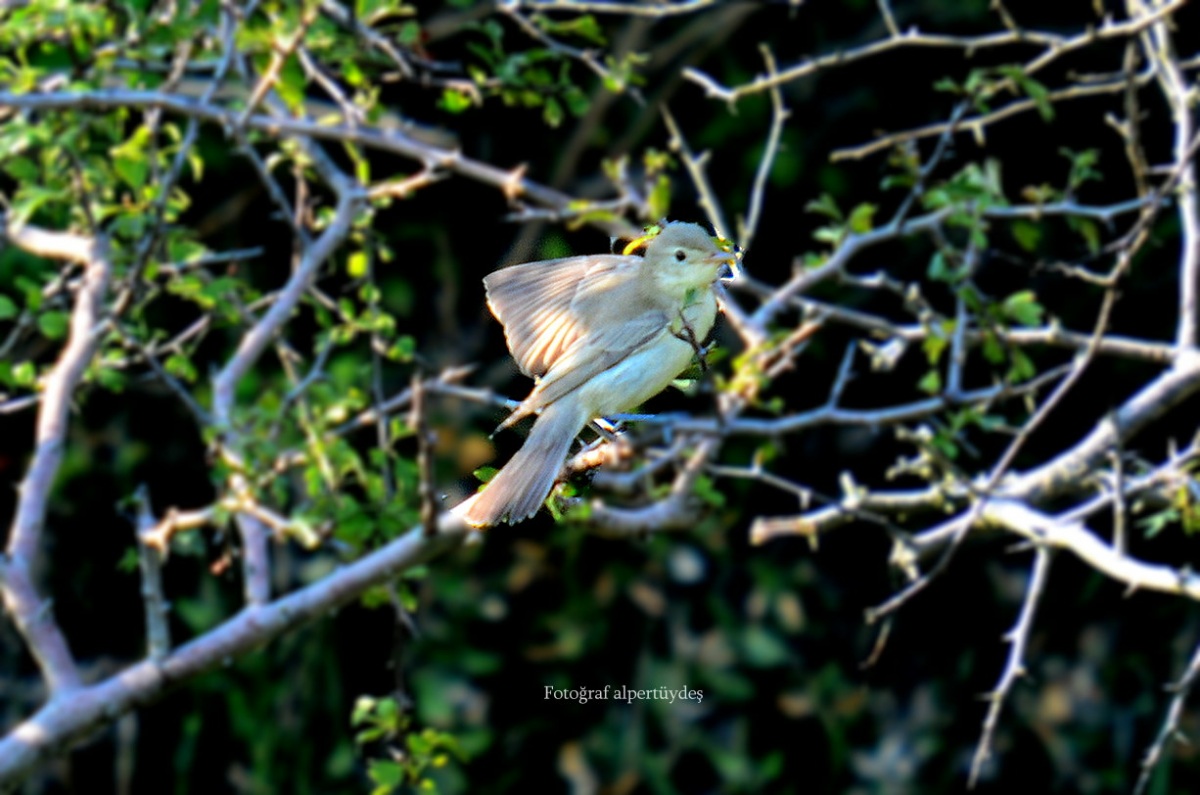 Icterine Warbler