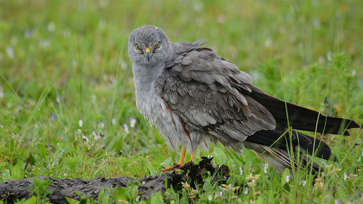 Montagu`s Harrier