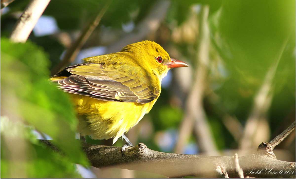 Eurasian Golden Oriole