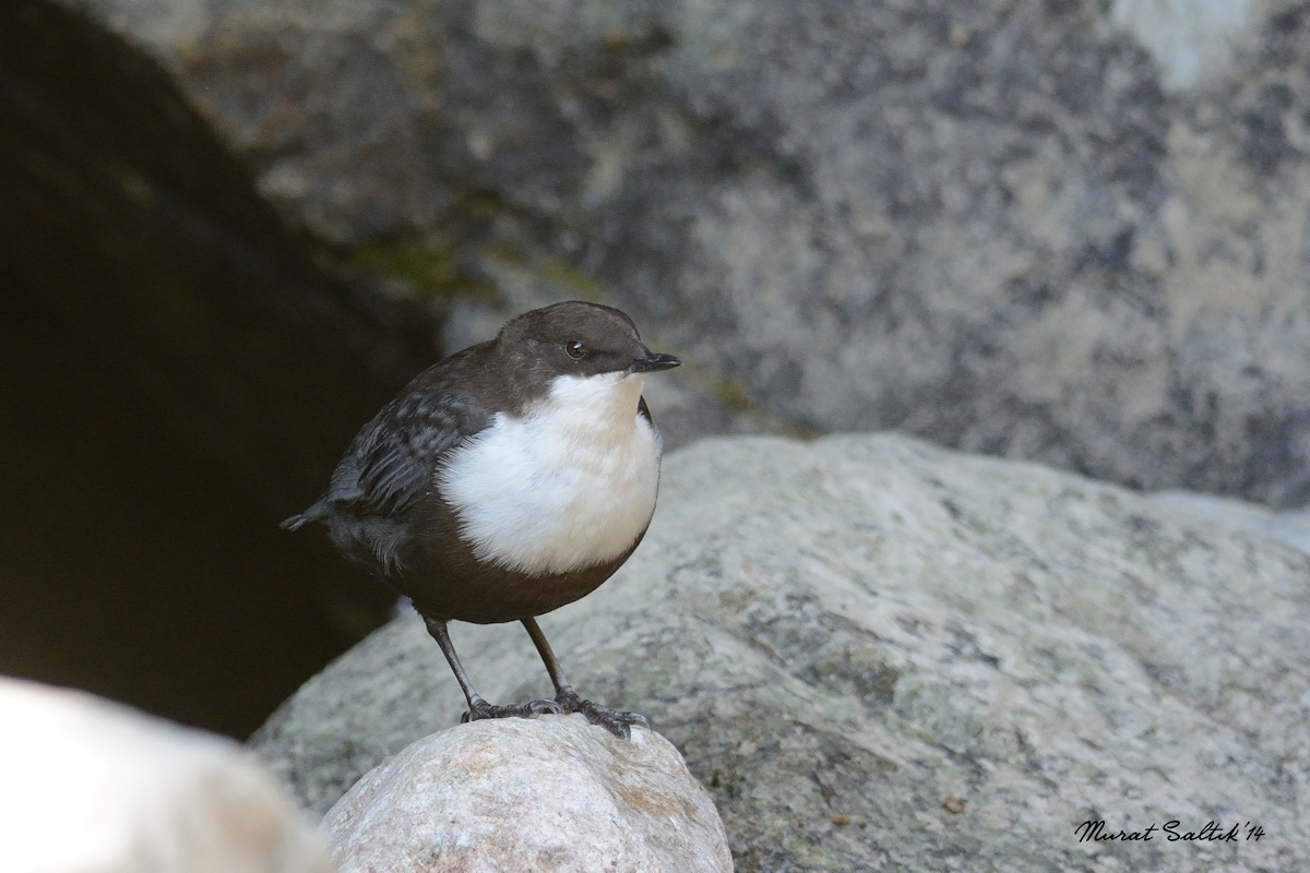 White-throated Dipper