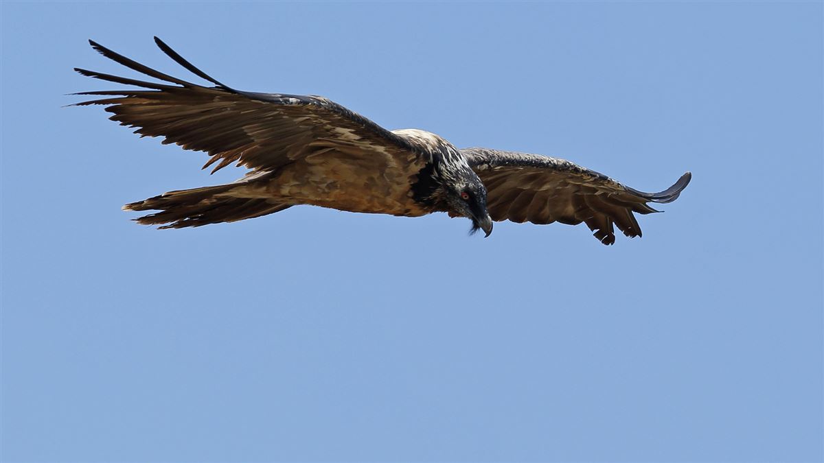 Bearded Vulture