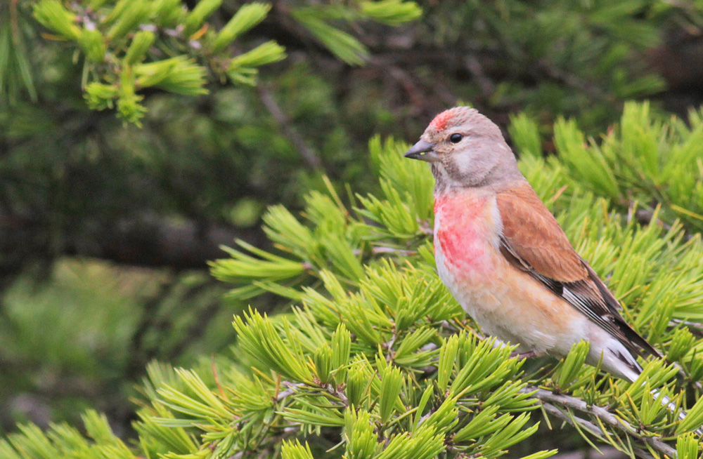 Common Linnet