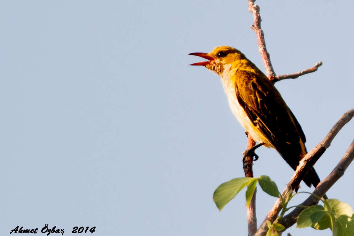 Eurasian Golden Oriole
