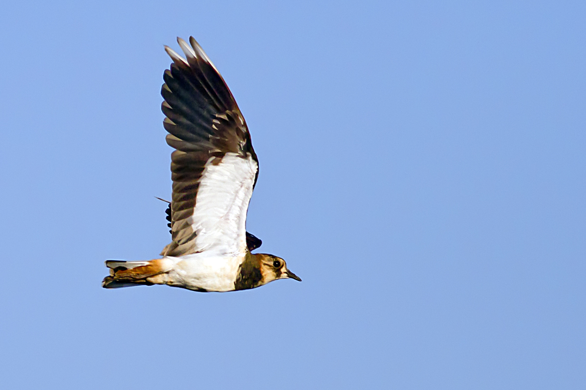 Northern Lapwing