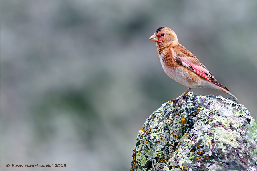 Crimson-winged Finch