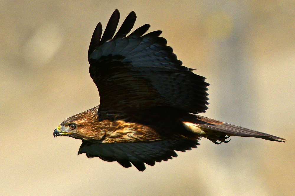 Common Buzzard