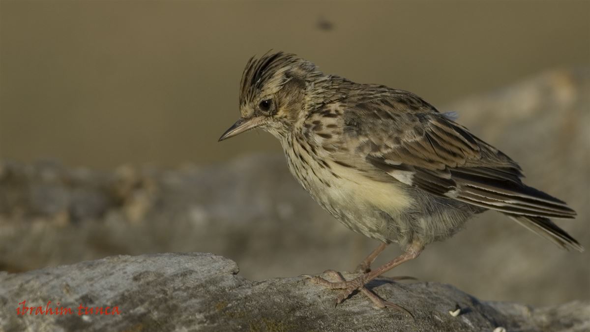 Woodlark