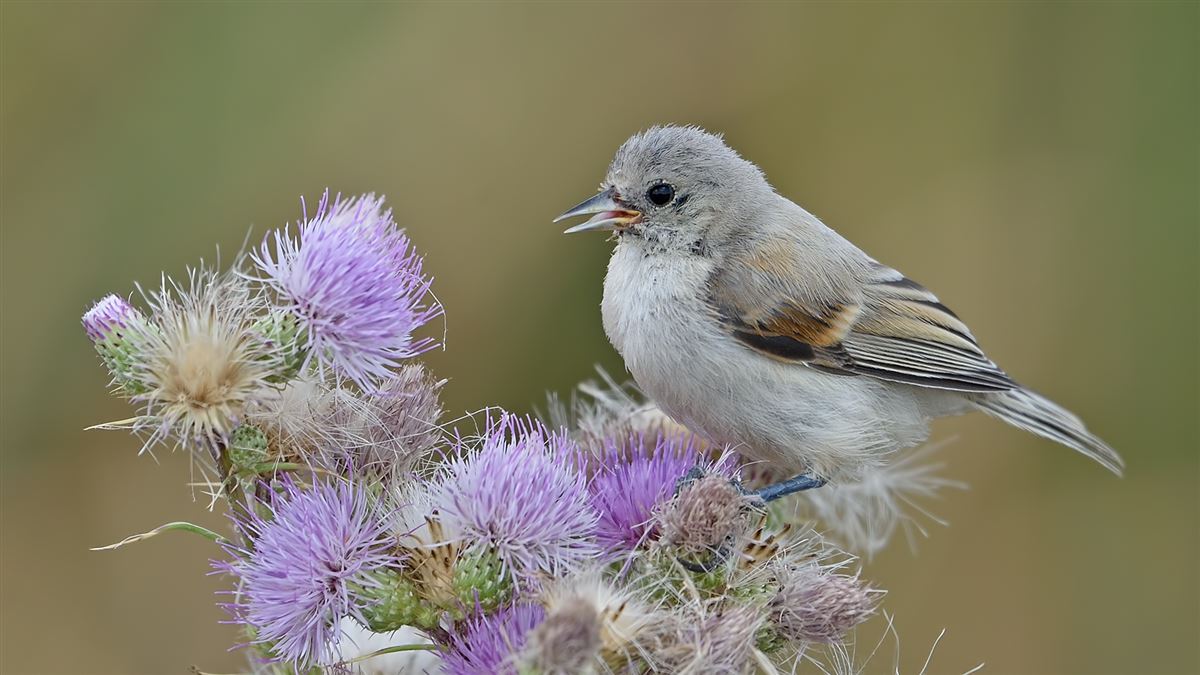 Eurasian Penduline Tit