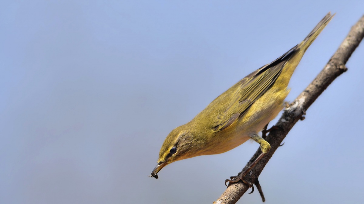 Willow Warbler