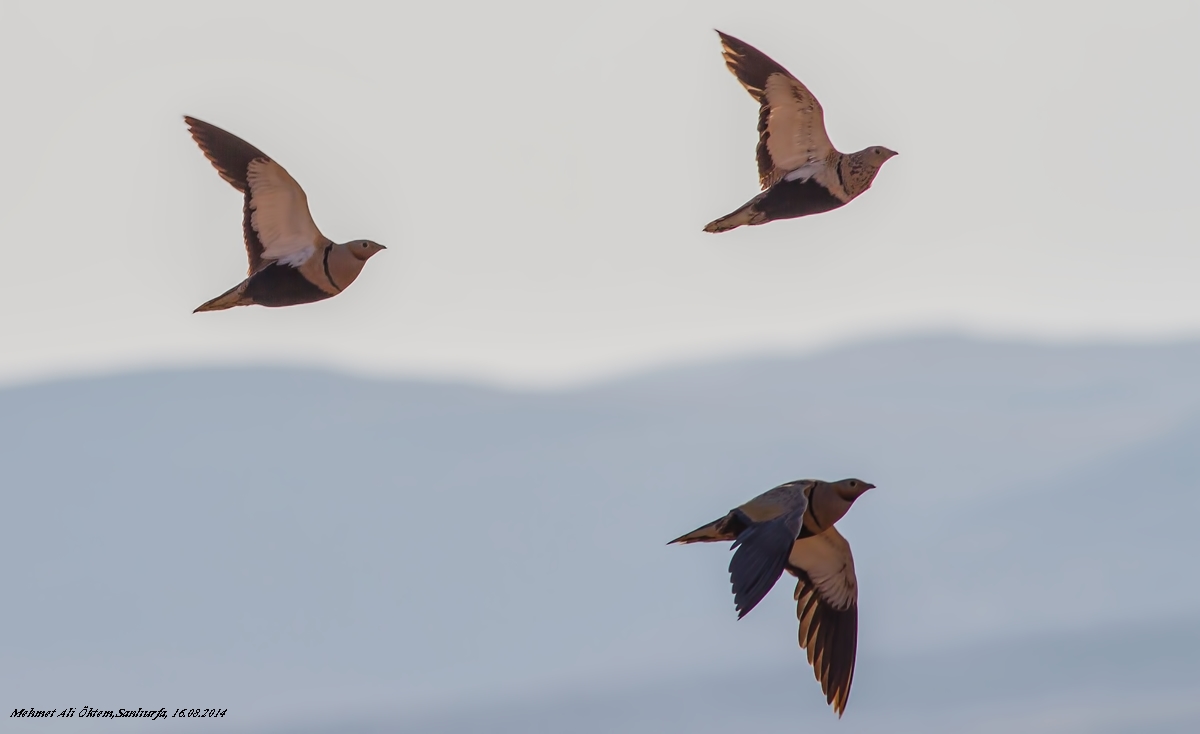 Black-bellied Sandgrouse